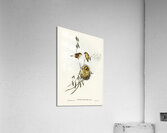 Regulus-like Acanthiza Acanthiza Reguloides illustrated by Elizabeth Gould 1804–1841 for John Gould’s 1804-1881 Birds of Australia  Acrylic Print