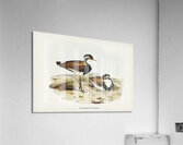 Black-breasted Pewit Sarciophorus pectoralis illustrated by Elizabeth Gould 1804–1841 for John Gould’s 1804-1881 Birds of Australia  Acrylic Print