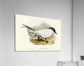 Great-footed Tern Gelochelidon macrotarsa illustrated by Elizabeth Gould 1804–1841 for John Gould’s 1804-1881 Birds of Australia  Acrylic Print