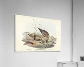 Grey-rumped Sandpaper Totanus griseopygius illustrated by Elizabeth Gould 1804–1841 for John Gould’s 1804-1881 Birds of Australia  Acrylic Print