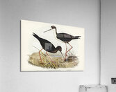 New Zealand Stilt Himantopus Novae-Zelandiae illustrated by Elizabeth Gould 1804–1841 for John Gould’s 1804-1881 Birds of Australia  Acrylic Print