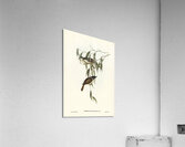 Strong-billed Honey-eater Melithreptus validirostris illustrated by Elizabeth Gould 1804–1841 for John Gould’s 1804-1881 Birds of Australia  Acrylic Print