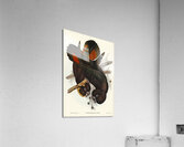 Leachs Cockatoo Calyptorhynchus Leachii illustrated by Elizabeth Gould 1804–1841 for John Gould’s 1804-1881 Birds of Australia  Acrylic Print