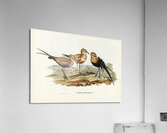 Australian Pratincole Glareola grallaria illustrated by Elizabeth Gould 1804–1841 for John Gould’s 1804-1881 Birds of Australia  Acrylic Print
