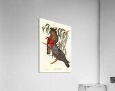 Gang-gang Cockatoo Callocephalon galeatum illustrated by Elizabeth Gould 1804–1841 for John Gould’s 1804-1881 Birds of Australia  Acrylic Print