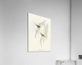 Yellow Zosterops Zosterops lutcus illustrated by Elizabeth Gould 1804–1841 for John Gould’s 1804-1881 Birds of Australia  Acrylic Print