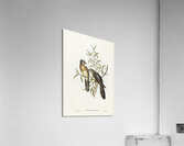 Brush Cuckoo Cuculus insperatus illustrated by Elizabeth Gould 1804–1841 for John Gould’s 1804-1881 Birds of Australia  Acrylic Print