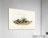 Black-breasted Hemipode Hemipodius melanogaster illustrated by Elizabeth Gould 1804–1841 for John Gould’s 1804-1881 Birds of Australia  Acrylic Print