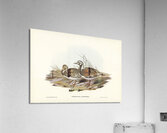 Turnstone Strepsilas Interpres illustrated by Elizabeth Gould 1804–1841 for John Gould’s 1804-1881 Birds of Australia  Acrylic Print