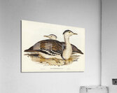 Australian Bustard Otis Australasianus illustrated by Elizabeth Gould 1804–1841 for John Gould’s 1804-1881 Birds of Australia  Acrylic Print