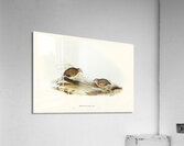 Swift-flying Hemipode Hemipodius velox illustrated by Elizabeth Gould 1804–1841 for John Gould’s 1804-1881 Birds of Australia  Acrylic Print