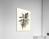 White-pinioned Honey-eater Entomyza albipennis illustrated by Elizabeth Gould 1804–1841 for John Gould’s 1804-1881 Birds of Australia  Acrylic Print