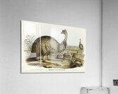 The Emu Dromaius Novae-Hollandiae illustrated by Elizabeth Gould 1804–1841 for John Gould’s 1804-1881 Birds of Australia  Acrylic Print