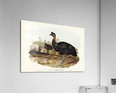 One-carunculated Cassowary Casuarius uniappendiculatus illustrated by Elizabeth Gould 1804–1841 for John Gould’s 1804-1881 Birds of Australia  Acrylic Print