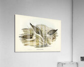 Australian Greenshank Glottis Glottoides illustrated by Elizabeth Gould 1804–1841 for John Gould’s 1804-1881 Birds of Australia  Acrylic Print