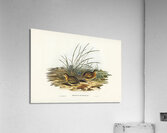 Black-backed Hemipode Hemipodius melanotus illustrated by Elizabeth Gould 1804–1841 for John Gould’s 1804-1881 Birds of Australia  Acrylic Print