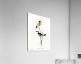 Black and White cuckooshrike Campephaga leucomela illustrated by Elizabeth Gould 1804–1841 for John Gould’s 1804-1881 Birds of Australia  Acrylic Print