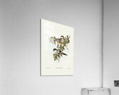 Northern cuckooshrike Campephaga Karu illustrated by Elizabeth Gould 1804–1841 for John Gould’s 1804-1881 Birds of Australia  Acrylic Print