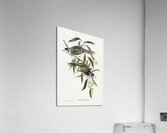 Garrulous Honey-eater Myzantha garrula illustrated by Elizabeth Gould 1804–1841 for John Gould’s 1804-1881 Birds of Australia  Impression acrylique