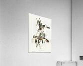 Luteous Honey-eater Myzantha lutea illustrated by Elizabeth Gould 1804–1841 for John Gould’s 1804-1881 Birds of Australia  Acrylic Print