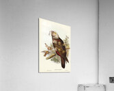 Jardine’s cuckooshrike Campephaga Jardinii illustrated by Elizabeth Gould 1804–1841 for John Gould’s 1804-1881 Birds of Australia  Acrylic Print