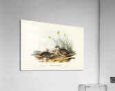 Sparkling Hemipode Hemipodius scintillans illustrated by Elizabeth Gould 1804–1841 for John Gould’s 1804-1881 Birds of Australia  Acrylic Print