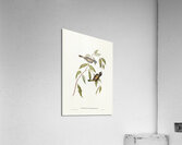 Black-headed Honey-eater Melthreptus melanocephalus illustrated by Elizabeth Gould 1804–1841 for John Gould’s 1804-1881 Birds of Australia  Acrylic Print