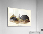 Australian Cassowary Casuarius australis illustrated by Elizabeth Gould 1804–1841 for John Gould’s 1804-1881 Birds of Australia  Acrylic Print