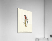 Chestnut-breasted Cuckoo Cacomantis castaneiventris illustrated by Elizabeth Gould 1804–1841 for John Gould’s 1804-1881 Birds of Australia  Acrylic Print