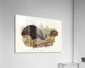 Chestnut-breasted Cuckoo Cacomantis castaneiventris illustrated by Elizabeth Gould 1804–1841 for John Gould’s 1804-1881 Birds of Australia  Acrylic Print