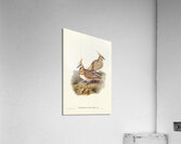 White-bellied Bronzewing Lophophaps leucogaster illustrated by Elizabeth Gould 1804–1841 for John Gould’s 1804-1881 Birds of Australia  Acrylic Print