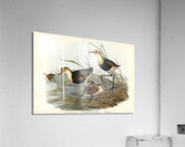 Gallinaceous Parra Parra gallinacea illustrated by Elizabeth Gould 1804–1841 for John Gould’s 1804-1881 Birds of Australia  Acrylic Print