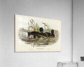 Australian Coot Fulica Australis illustrated by Elizabeth Gould 1804–1841 for John Gould’s 1804-1881 Birds of Australia  Acrylic Print