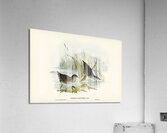 Water Crake Porzana palustris illustrated by Elizabeth Gould 1804–1841 for John Gould’s 1804-1881 Birds of Australia  Acrylic Print