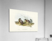Chestnut-backed Hemipode Hemipodius castanotus illustrated by Elizabeth Gould 1804–1841 for John Gould’s 1804-1881 Birds of Australia  Acrylic Print