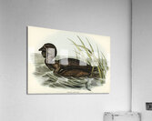 Musk Duck Biziura lobata illustrated by Elizabeth Gould 1804–1841 for John Gould’s 1804-1881 Birds of Australia  Acrylic Print