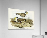 Wattle Pewit Lobivanellus lobatus illustrated by illustrated by Elizabeth Gould 1804–1841 for John Gould’s 1804-1881 Birds of Australia  Acrylic Print