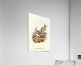 White-bellied Bronzewing Lophophaps leucogaster illustrated by Elizabeth Gould 1804–1841 for John Gould’s 1804-1881 Birds of Australia  Acrylic Print