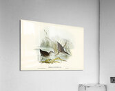 Water Crake Porzana palustris illustrated by Elizabeth Gould 1804–1841 for John Gould’s 1804-1881 Birds of Australia  Acrylic Print