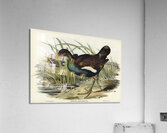 Australian Wild Duck Anus superciliosa illustrated by Elizabeth Gould 1804–1841 for John Gould’s 1804-1881 Birds of Australia  Acrylic Print