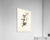 Striated Sittella Sittella striata illustrated by Elizabeth Gould 1804–1841 for John Gould’s 1804-1881 Birds of Australia  Acrylic Print