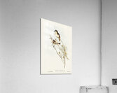 White-eyebrowed Robin Petroica superciliosa illustrated by Elizabeth Gould 1804–1841 for John Gould’s 1804-1881 Birds of Australia  Acrylic Print