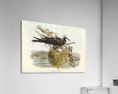 Lesser Noddy Anous melanops illustrated by Elizabeth Gould 1804–1841 for John Gould’s 1804-1881 Birds of Australia  Acrylic Print