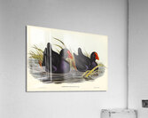 Variegated Shoveller Spatula Variegata illustrated by Elizabeth Gould 1804–1841 for John Gould’s 1804-1881 Birds of Australia  Acrylic Print