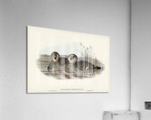 Membranaceous Duck Malacorhynchus membranaceus illustrated by Elizabeth Gould 1804–1841 for John Gould’s 1804-1881 Birds of Australia  Acrylic Print