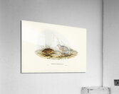 Chestnut-bellied Rail Eulabeornis castaneoventris illustrated by Elizabeth Gould 1804–1841 for John Gould’s 1804-1881 Birds of Australia  Acrylic Print