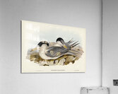 Torres Straits Tern Thalasseus Pelecanoides illustrated by Elizabeth Gould 1804–1841 for John Gould’s 1804-1881 Birds of Australia  Acrylic Print