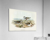 Double-banded Dottrel Hiaticula bicincta illustrated by Elizabeth Gould 1804–1841 for John Gould’s 1804-1881 Birds of Australia  Impression acrylique