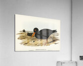 Sooty Oyster-Catcher Haematopus fuliginosus illustrated by Elizabeth Gould 1804–1841 for John Gould’s 1804-1881 Birds of Australia  Acrylic Print