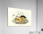 Minute Bittern Ardetta pusilla illustrated by Elizabeth Gould 1804–1841 for John Gould’s 1804-1881 Birds of Australia  Acrylic Print